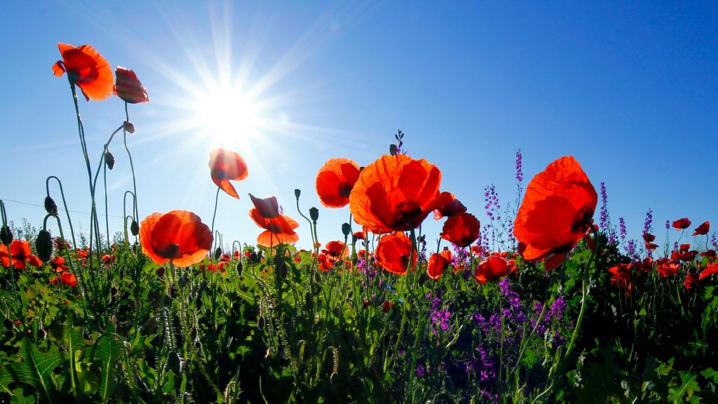 Weed control in agriculture