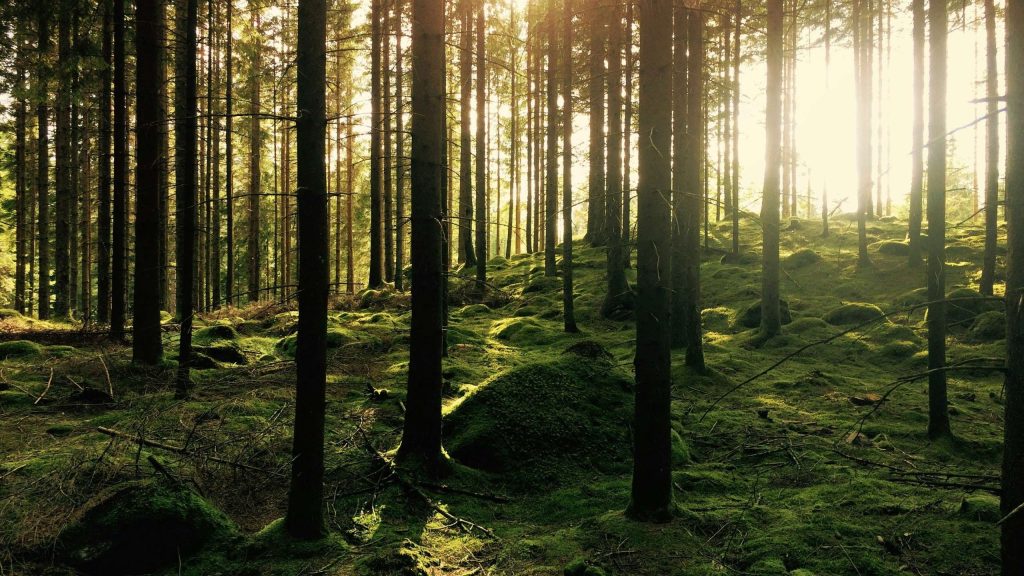 Carbon Deposition: How Geospatial Data Solutions Empower Organizations to neutralize their footprint